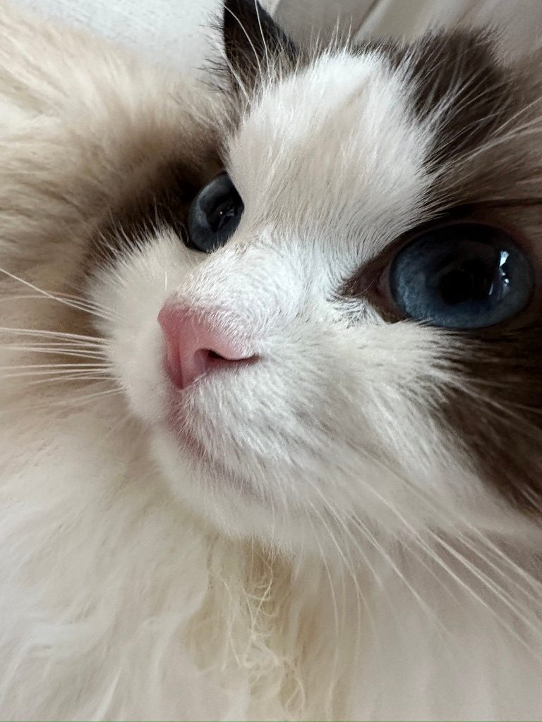 A close-up of a cat’s blue eyes and pink nose