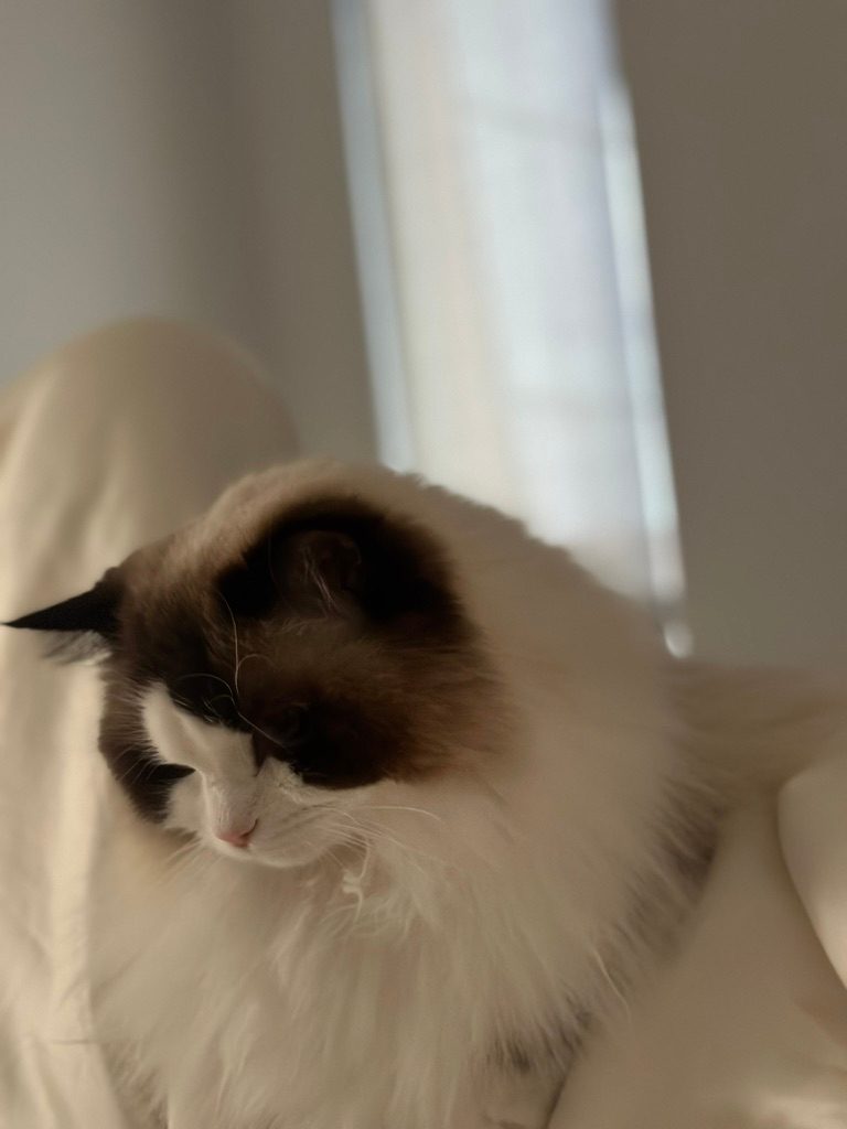 A cat looking down, lit by sunlight from a window
