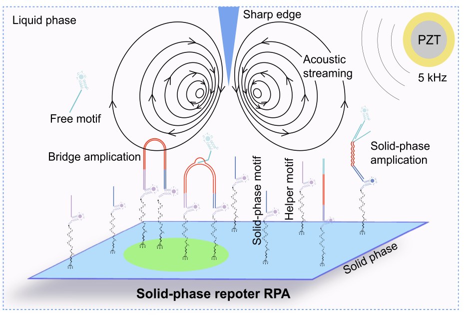 A diagram of a liquid channel with a sharp edge, a PZT transducer driven at 5 kHz, circular acoustic streaming vortices, and a solid surface carrying reporter probes where amplification happens